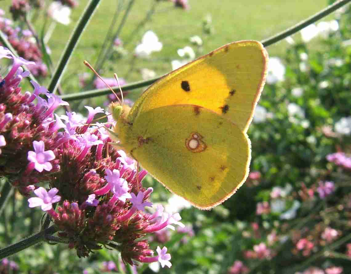 Colias crocea Colias crocea